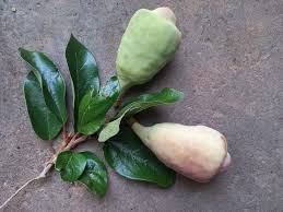 Image result for Chrysophyllum welwitschii