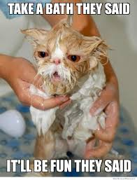 Images Of Taking A Shower Cute Animals Cat Pics Cute Cats