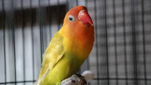 Target.com has been visited by 1m+ users in the past month Update Harga Lovebird Terbaru 2019