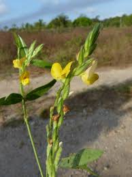 Image result for Zornia