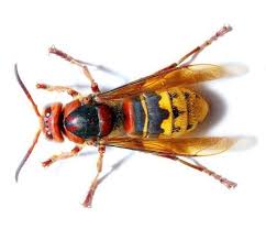 De hoornaar is zelfs dan actief op zoek naar prooien voor de larven. Hoornaars Wesp Ook Wel Paardenwesp Nuttig Of Gevaarlijk