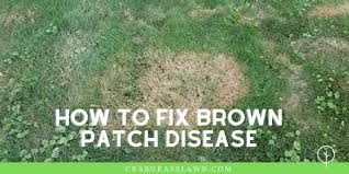 We did not find results for: Getting Brown Spots In Your Lawn Causes How To Get Rid Of Brown Patch Fungus Cg Lawn