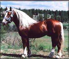  Oberlander Horse Association Kuda Kuda Cantik
