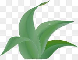 Jungle Leaf Png Jungle Leaf Cut Out Jungle Leaf Pattern Cleanpng Kisspng Coconut arecaceae leaf white, jungle, green palm leaves png clipart. jungle leaf png jungle leaf cut out