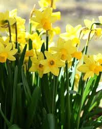 Daffodil Naturalizing Landscaper Mix Size 12 14 Bulbs Daffodils Daffodil Flower