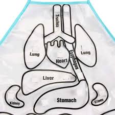 Kids will learn about the heart, lungs, liver, stomach, intestines, muscles, bones, and more. Dragonpad 3d Organ Apron For Kids Anatomy Apron Human Body Organs Awareness Educational Insights Toy For Children Preschool Learning Toys Home Science Teaching Aids Aprons Aprons Smocks Gellyplast Com