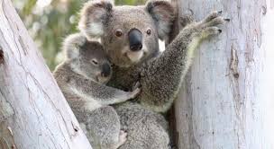 Think you know a lot about halloween? What Are Baby Koalas Called Trivia Questions Quizzclub