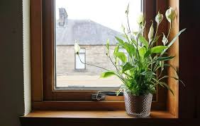 Fertilize the calla lily plant. 8 Amazing Peace Lily Benefits Proven In Studies Balcony Garden Web