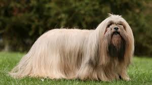 Desi acesti caini sunt mici de statura, adesea compenseaza prin aroganta si personalitate puternica. Mancarea Prietenului TÄƒu Pufos Cea Mai BunÄƒ HranÄƒ Pentru Lhasa Apso Un Blog Despre Caini