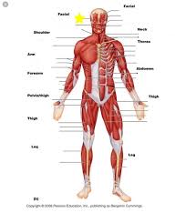 Memorization of specific muscles is easier if you have some understanding of how the muscle was named. Anterior View Of A Superficial Muscles Flashcards Quizlet