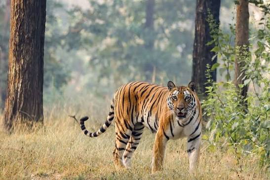 International Tiger Day 2026 theme