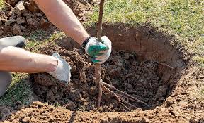 Maybe you would like to learn more about one of these? How To Grow Pears The Home Depot
