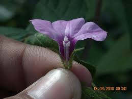 Image result for Ipomoea dichroa
