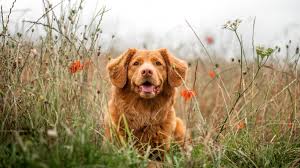 Click to see our best video content. Download 1366x768 Wallpaper Golden Retriever Dog Meadow Tablet Laptop 1366x768 Hd Image Background 25340