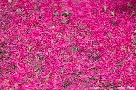 Image result for Syzygium niassense