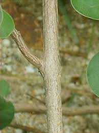 Image result for Vitex obovata