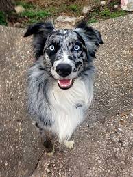There are over 14 color variations of the australian shepherd!. Dog Heeler Merle Blue Eyes Puppy Puppy Dog Outside By Terri Davis Photo Stock Snapwire