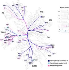 Time in seconds (integer) this option controls how often the session class will regenerate itself and create a new session id. Ar Dependent Phosphorylation And Phospho Proteome Targets In Prostate Cancer In Endocrine Related Cancer Volume 27 Issue 6 2020