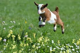 If your baby goats fall into the water, you should quickly scoop them up and dry them off with a towel. How Can You Tell If Your Goat Is Happy Now We Know Goats And Soda Npr
