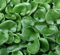 Image result for Gunnera perpensa