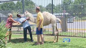 Now, even with a camel, the truck stop can't seem to avoid animal drama. Tiger Truck Stop In Grosse Tete Now Has A Camel