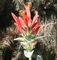 Image result for Dicliptera sericea