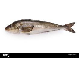 Okhotsk atka mackerel is an important fish in Japanese cuisine. Known as  hokke in Japanese Stock Photo - Alamy