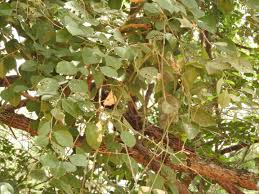 Image result for Ventilago