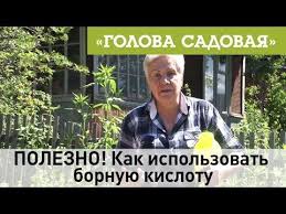 что такое борная кислота и для чего она нужна Mobilnyj Liveinternet Podkormka Ogurcov Bornoj Kislotoj Rekomendacii I Oshibki Lyubasha Bodya Sunduk Pole Organicheskoe Sadovodstvo Posadka Ovoshej Sadovodstvo