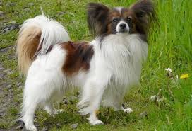 Wenig Riechende Hunde Wissen Hund De
