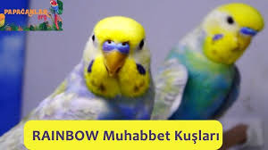 Rainbow Muhabbet Kusu Papaganlar Muhabbet Kuslari Papagan