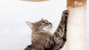 Etrafi Tirmalayan Kedilere Ozel En Iyi 5 Kedi Tirmalama Tahtasi Kedi Blog
