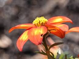 Image result for Bidens kirkii