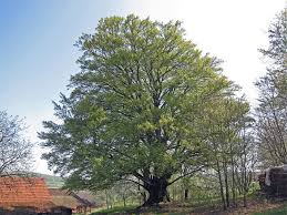 Check spelling or type a new query. Grossbaume Der Grossbaum
