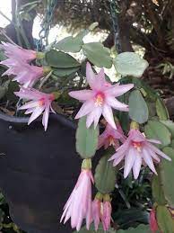 How To Grow And Care For Christmas Cactus Christmas Cactus Thanksgiving Cactus Cacti And Succulents