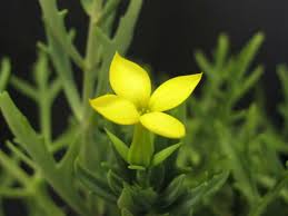 Image result for Kalanchoe laciniata