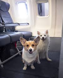 Unfortunately, pets are not allowed to travel on international flights. The Best Pet Friendly Airlines