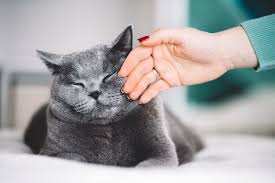 kedilerde deri hastaliklari ve tedavi yontemleri evcil hayvan pets pets and animals dogs cats love hayvan bakim kedi ko kedi kedi kopek evcil hayvanlar