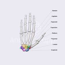 Image result for Pisiform Bone