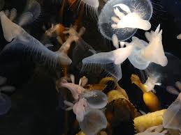 The monterey bay aquarium, located on california's central coast, is widely regarded as one of i haven't been to them all, of course, but i can easily say that the monterey bay aquarium is the best i. Why You Need To Visit Monterey Bay Aquarium In California Annie Anywhere
