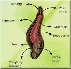 Membayangkan bahaya lintah saja mungkin parents akan ngeri, bagaimana kalau ada lintah bersemayan di kemaluan anak perempuan? Nasib Lintah Dari Rawa Ke Pelaminan