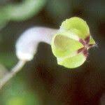 Image result for Ceropegia racemosa