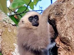 Image result for Hylebates cordatus