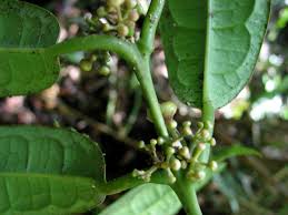 Image result for Monimiaceae