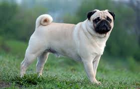 Image result for pug