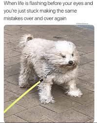 40 Fresh And Funny Memes To Help You Pass The Time Funny Animals Funny Animal Memes Animal Memes