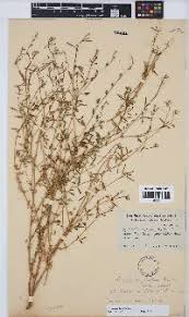 Image result for Kyllingiella microcephala