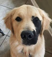 Wunderbare Launen Der Natur Hier Sind 19 Einzigartige Und Seltene Tiere Kli Der Einzigartige Hi 2020 Nadide Hayvanlar Hayvan Bebekler Golden Retriever