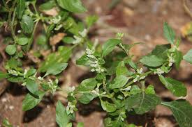 Image result for Nothosaerva