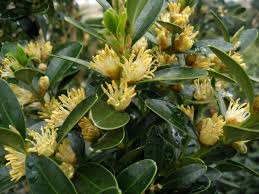 Image result for Buxaceae